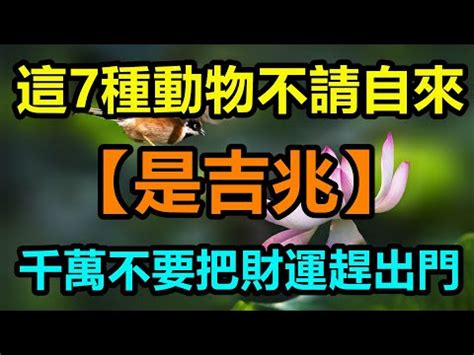 象徵財富的動物|鱷魚：財富的守護者